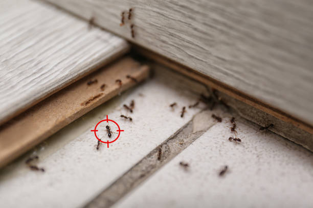 Spider Control Near Me in Fort Lee, NJ